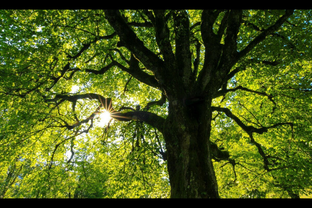 Фото Сезон пыления аллергенных деревьев продолжается в Нижегородской области - Новости Живем в Нижнем