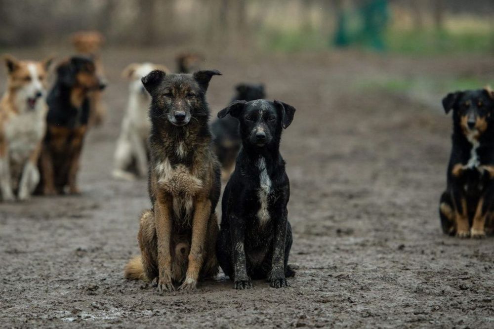 Две бездомные собаки покусали 7-летнего ребенка в Нижегородской области