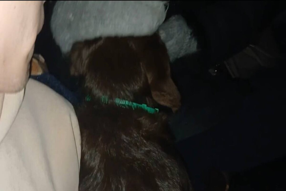 Нижегородские волонтеры забрали собаку у издевавшейся над ней хозяйки