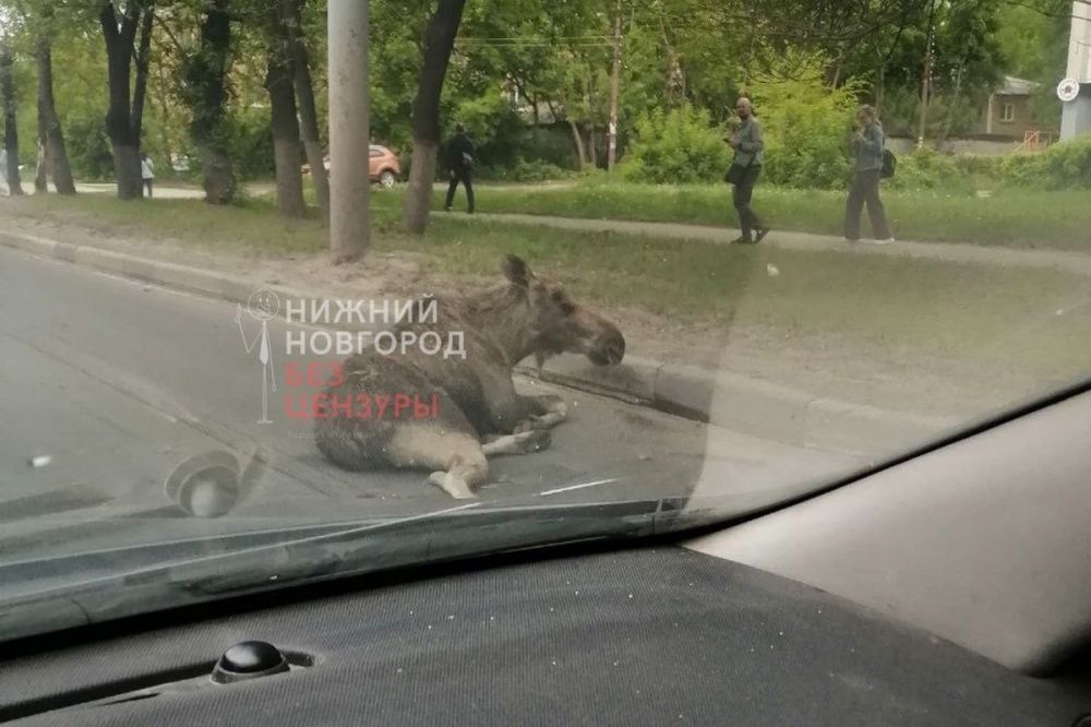 Лось попал под колёса машины на улице Куйбышева в Нижнем Новгороде