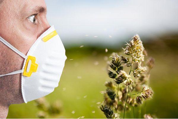 Фото До 40% нижегородцев страдают аллергией на пыльцу деревьев - Новости Живем в Нижнем