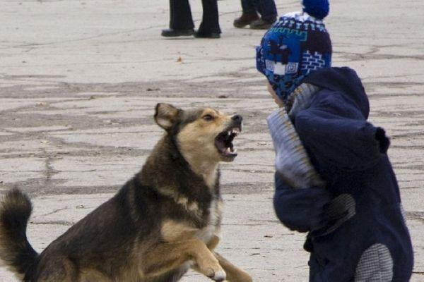 В Следственном комитете Нижегородской области начали проверку по факту нападения собаки на ребенка