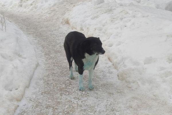 Еще двух синих собак обнаружили на территории завода «Дзержинское оргстекло»
