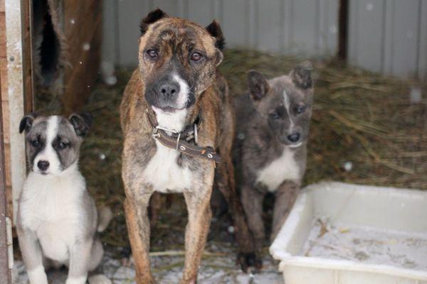 Спасенные от жестоких хозяев щенки на Бору обрели новый дом