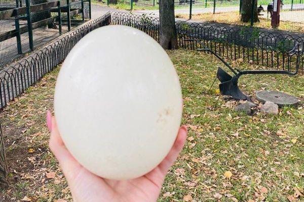Страусиное яйцо продали в зоопарке «Маленькая страна» в Балахне