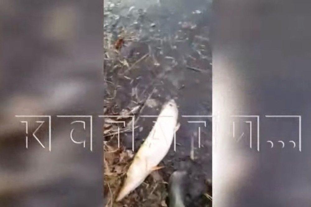 Нерестящаяся рыба погибла в результате слива в реку отходов в Воротынском районе