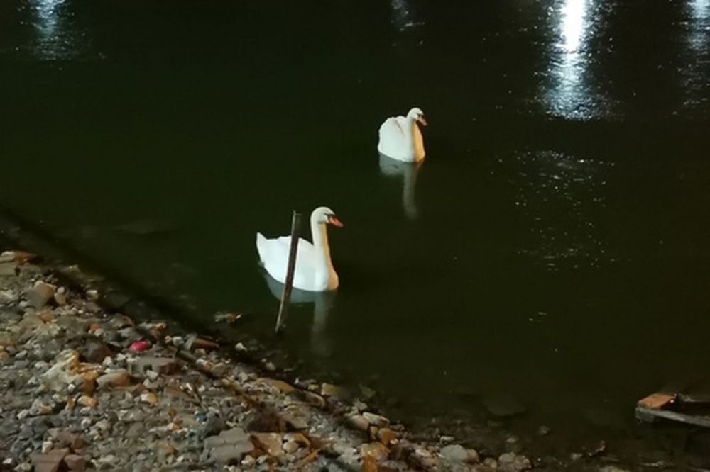 Администрация нижегородского парка позаботилась о замерзающих лебедях