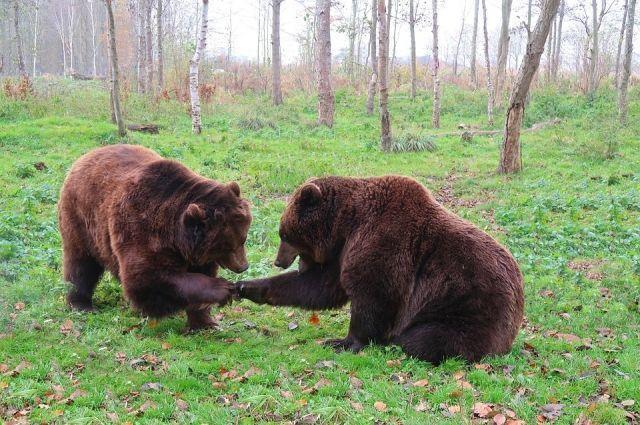 В Нижегородской области стало больше медведей