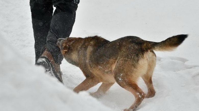 Фото Нижегородский участковый спас женщину от нападения агрессивной собаки - Новости Живем в Нижнем