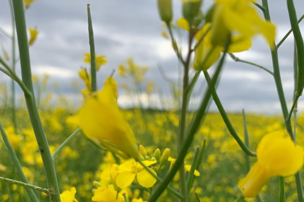 Нижегородское агропредприятие впервые в РФ получило штраф за семена с ГМО