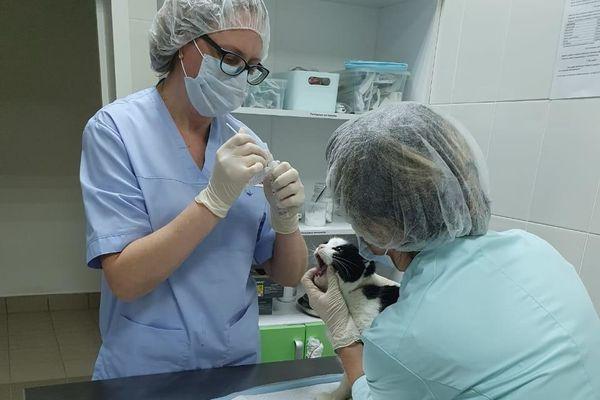 В Нижегородской области открылись два первых прививочных кабинета для животных