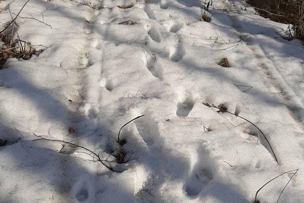 80-летний дедушка заблудился в лесу Починковского района