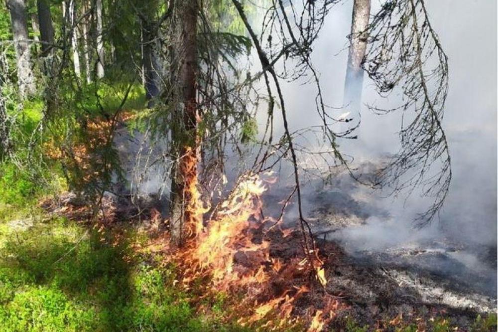 Фото Пожароопасность лесов и торфяников сохранится в Нижегородской области до 8 октября - Новости Живем в Нижнем
