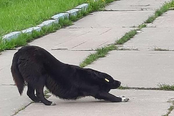 Собака прокусила ребёнку плечо на уроке физкультуры в посёлке Смолино