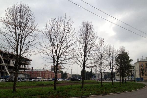 Фото Озеленение по нижегородски: почему в городе гибнут посаженные деревья - Новости Живем в Нижнем