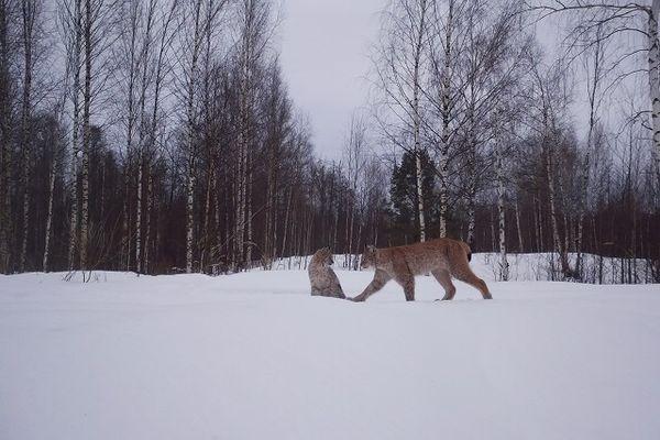 Фотоловушка в Керженском заповеднике зарегистрировала рысь с двумя котятами