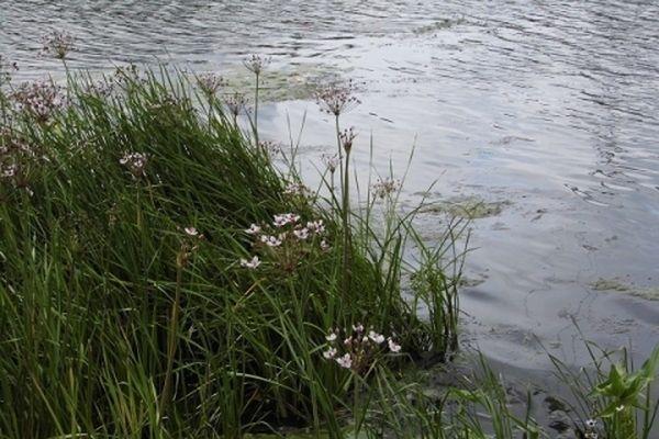 Сеймовская птицефабрика выплатит штраф за загрязнение реки