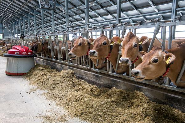  15 животноводческих комплексов запустили работу в Нижегородской области