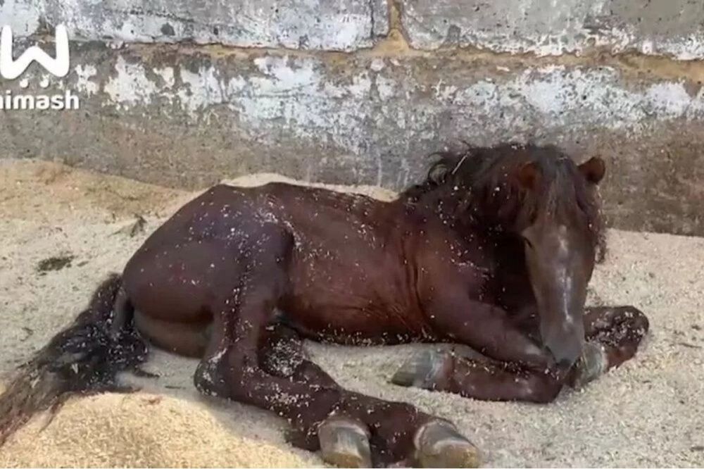Фото Спасенного борскими зоозащитниками коня могли отправить на бойню - Новости Живем в Нижнем