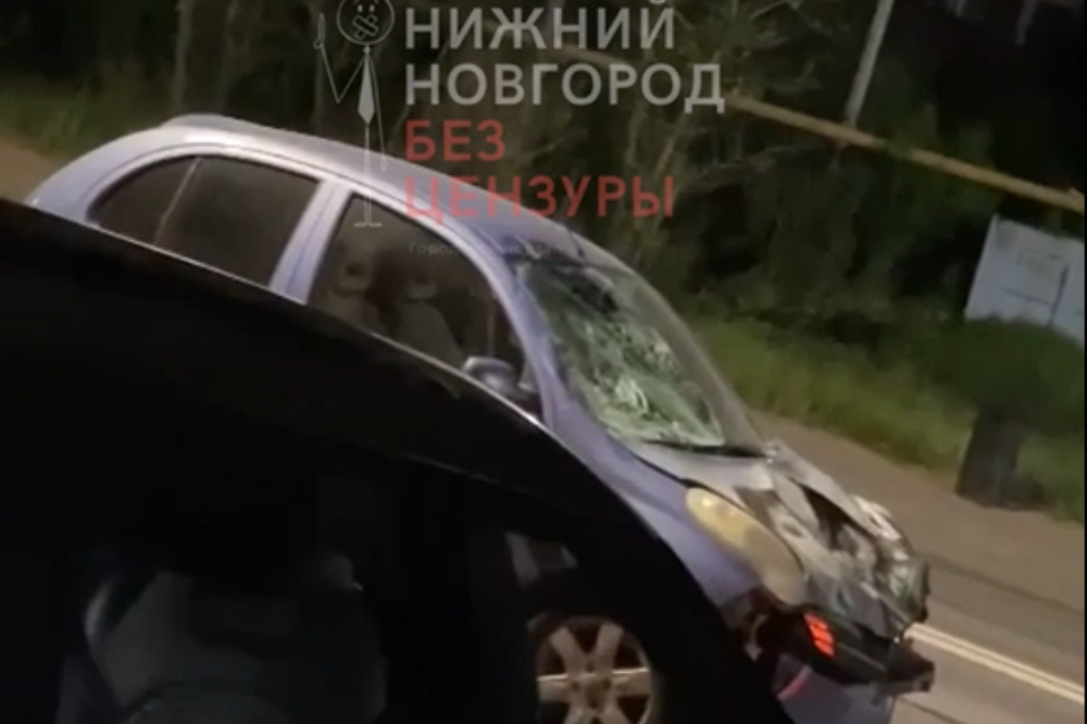 Лось попал под колеса автомобиля на Гребном канале в Нижнем Новгороде