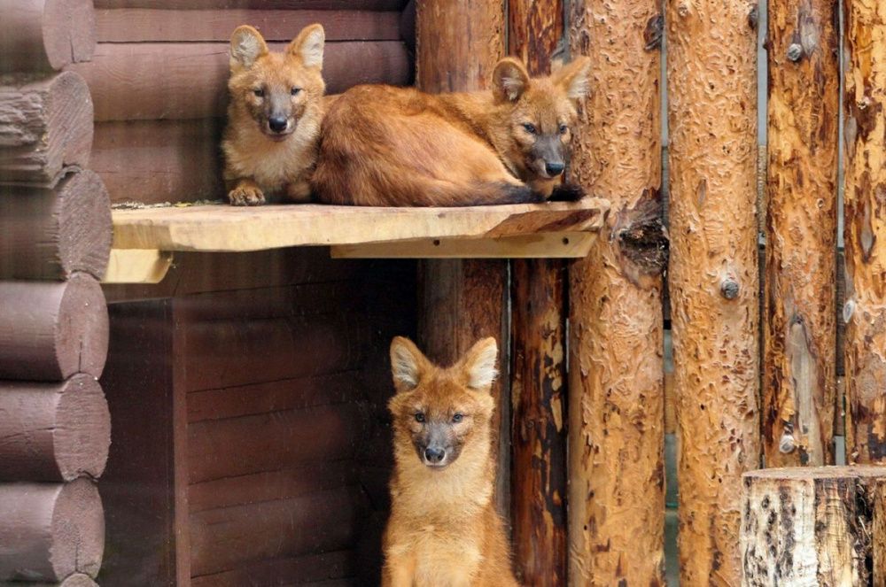Нижегородцы выбрали имена для красных волков в зоопарке «Лимпопо»