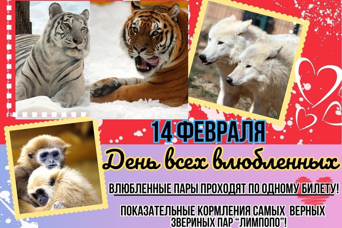Фото Нижегородские пары смогут пройти в зоопарк «Лимпопо» по одному билету 14 февраля - Новости Живем в Нижнем