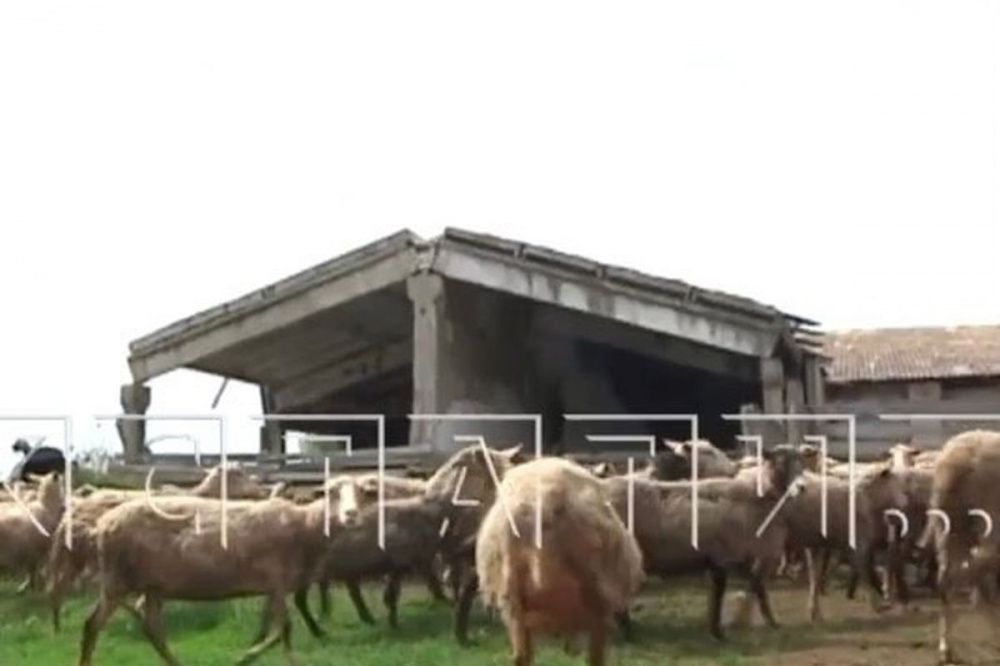 Фото Нижегородский предприниматель превратил свою ферму в «концлагерь» для животных - Новости Живем в Нижнем
