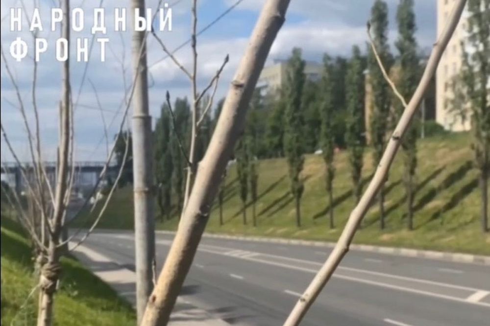 Народный фронт обратится к Юрию Шалабаеву из-за гибели высаженных в снег деревьев