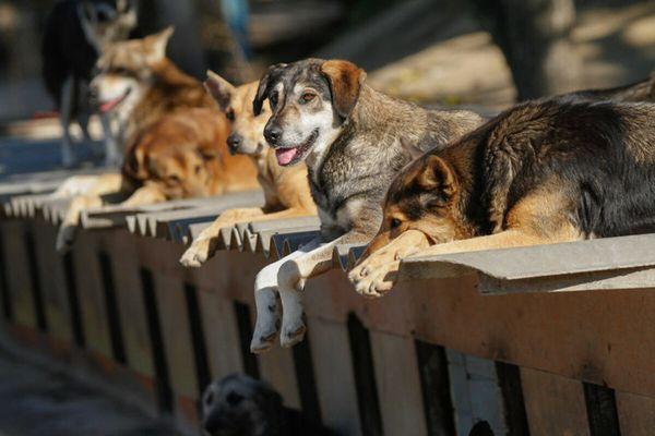 Новые приюты для бездомных животных предложили построить в Нижегородской области