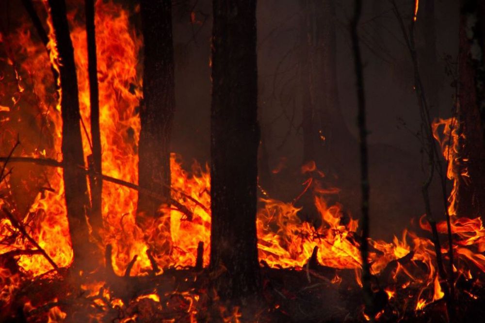 Площадь лесного пожара в Воротынском районе достигла 110 га