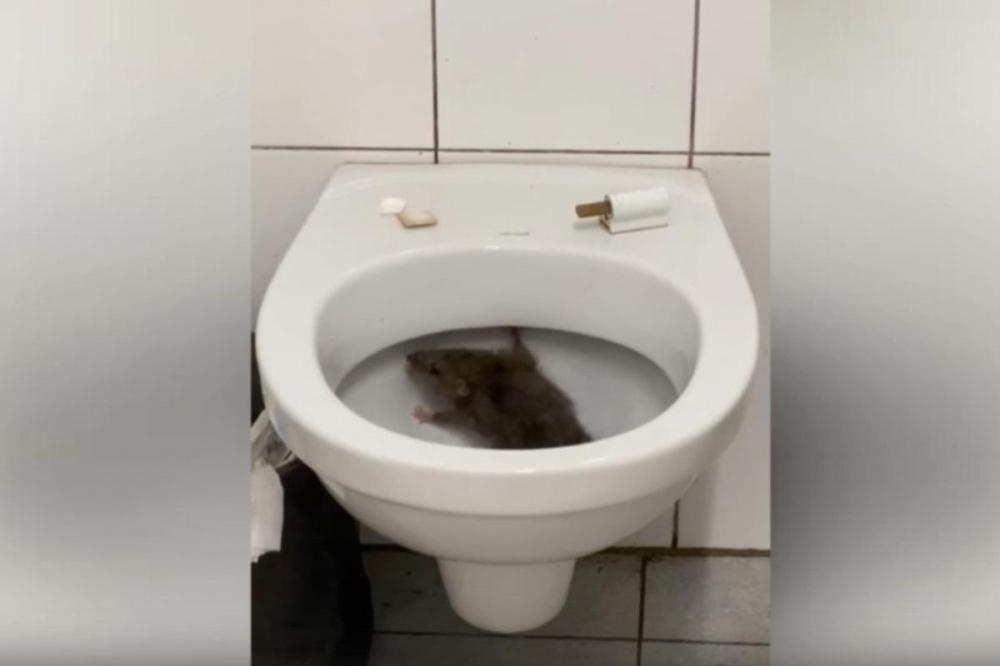 Крыса застряла в туалете на территории нижегородского кремля
