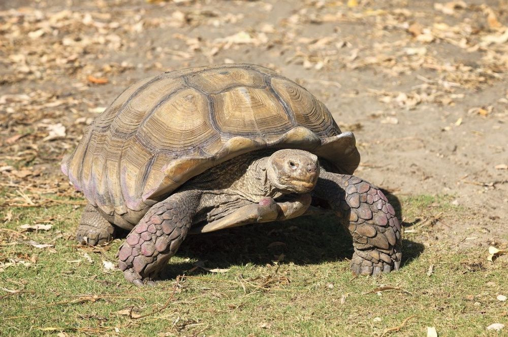 Фото Чилийская белка и черепахи путешествовали без владельцев по ГЖД в 2022 году - Новости Живем в Нижнем