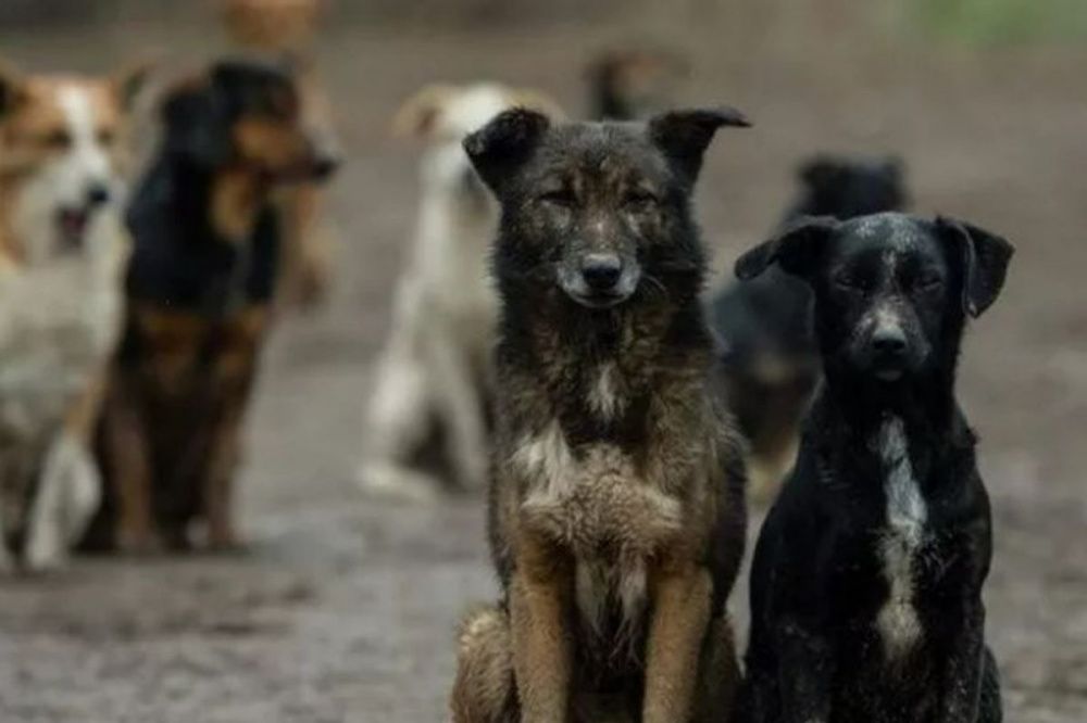 Собаки нападают на детей и взрослых в СНТ «Старшие офицеры» в Нижнем Новгороде