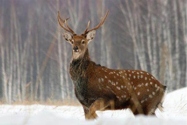 В Нижегородской области посчитают диких животных