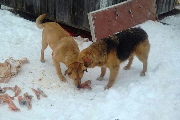 Уголовное дело возбуждено по факту расстрела собак в Выксе
