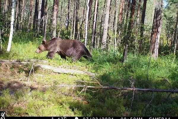 Медведя–фотографа обнаружили в Керженском заповеднике