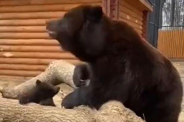 Медведица впервые показала медвежонка посетителям зоопарка в Балахне
