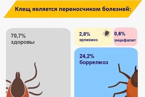 Фото 3 тысячи нижегородцев пострадали от укусов клещей в 2021 году - Новости Живем в Нижнем