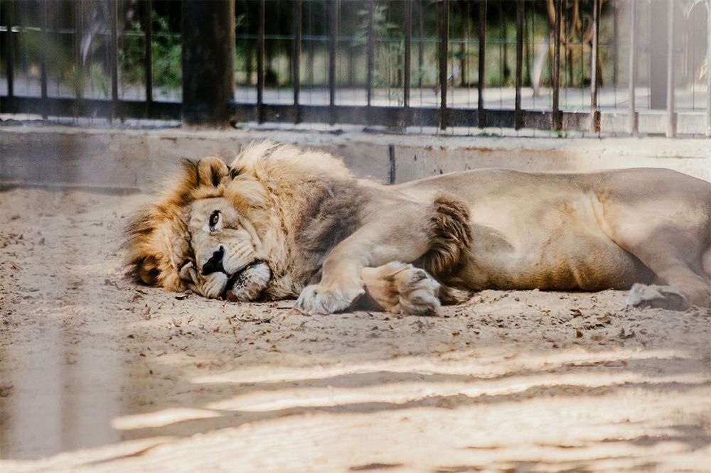 Лев Ричард скончался от старости в зоопарке «Маленькая страна» в Балахне