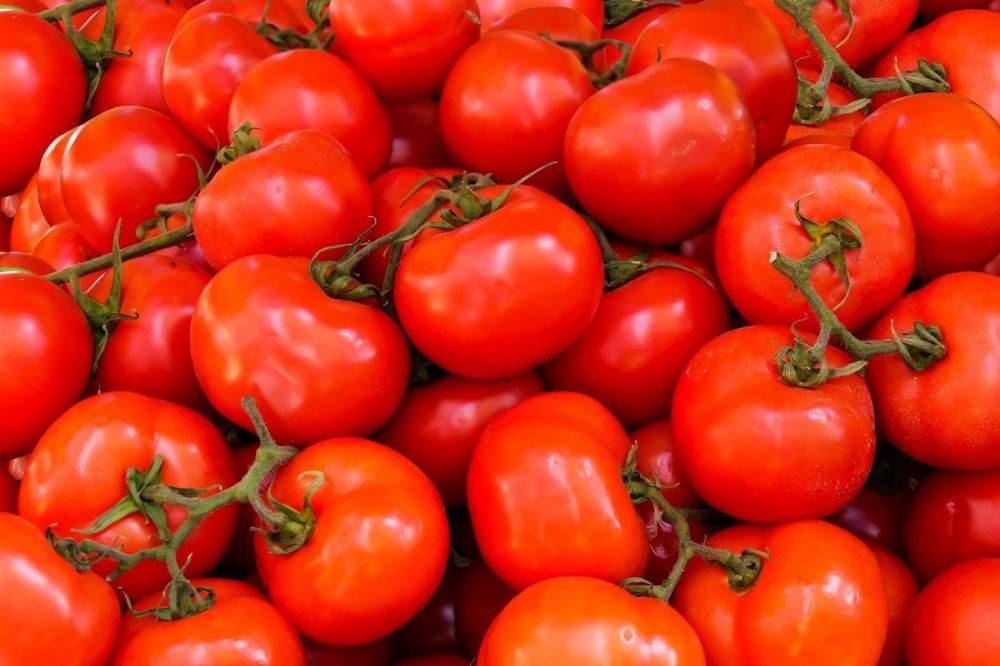 Нижегородский Россельхознадзор нашел в российских томатах сорняк амброзию