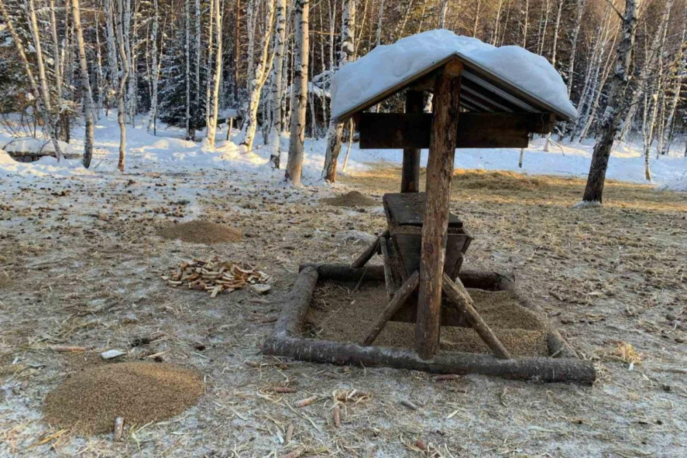 Фото Специальные кормушки для диких животных создают в нижегородских лесах зимой - Новости Живем в Нижнем