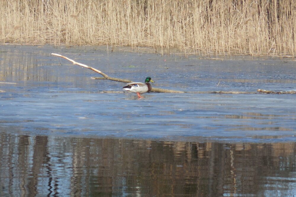Сезон охоты на уток начинается в Нижегородской области с 1 апреля