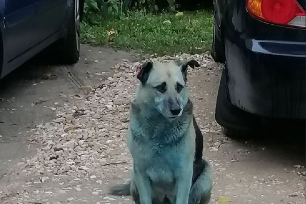 Жители Дзержинска снова видят голубых собак на улицах города