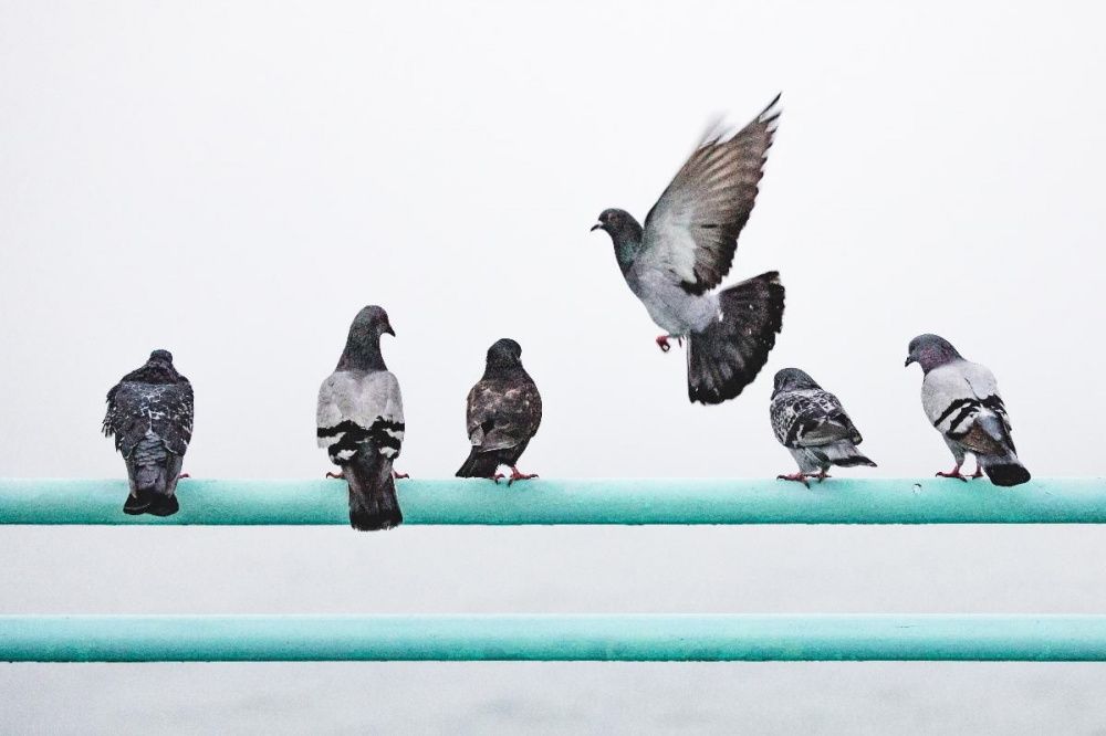 Фото Нижегородцев предупредили об опасности заражения инфекциями от голубей - Новости Живем в Нижнем