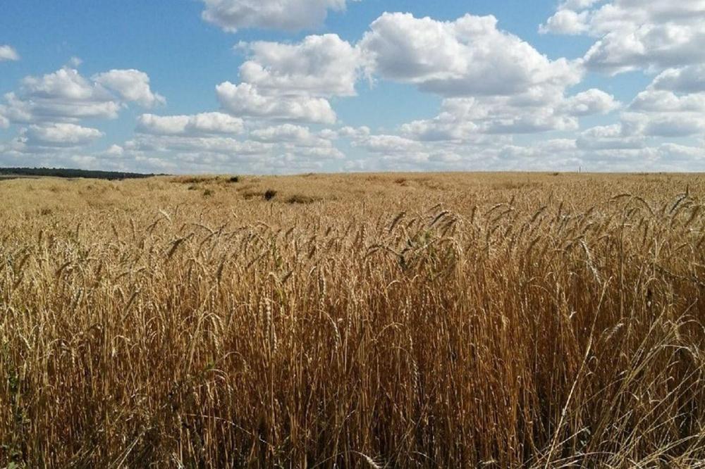 Фото Микотоксины обнаружены в кормовой пшенице в Нижегородской области - Новости Живем в Нижнем
