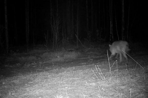 Фотоловушка запечатлела бегство волка от лося в Керженском заповеднике