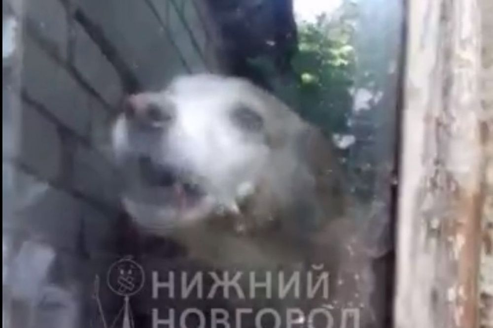 Новый «концлагерь» для собак обнаружили в Нижегородской области