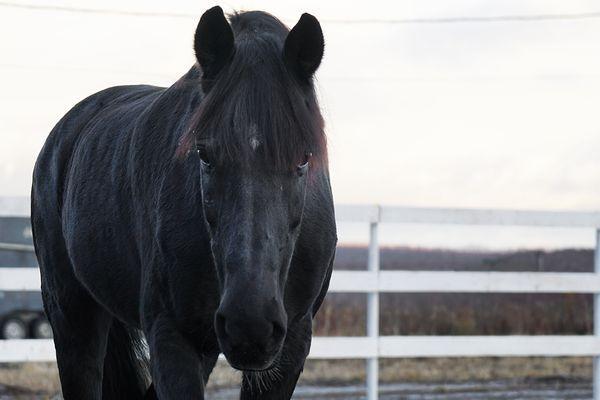 Реабилитационный центр для лошадей открылся в Нижегородской области
