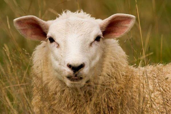 Фото 200 зараженных овец обнаружили в Нижнем Новгороде - Новости Живем в Нижнем