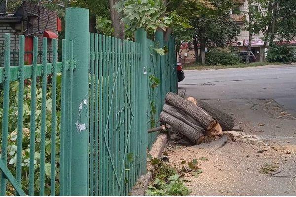 50 аварийных деревьев уберут в Приокском районе до конца сентября